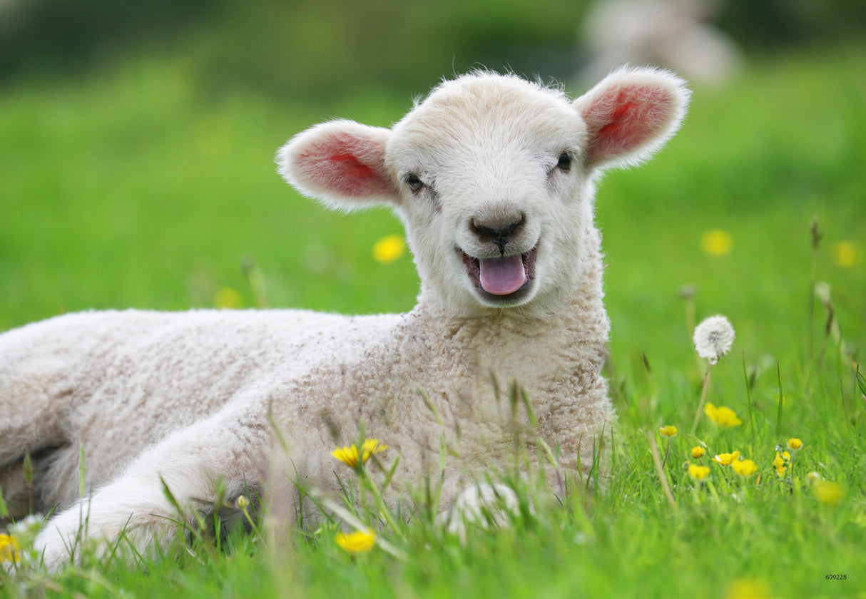 Ravensburger Farm Animals Babies 2x12p