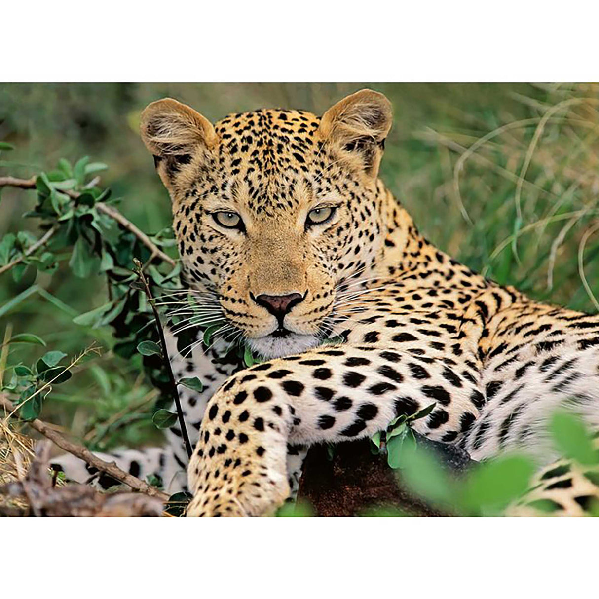 Lounging Leopard Puzzle - 100 piece Lounging Leopard Puzzle - 100 piece