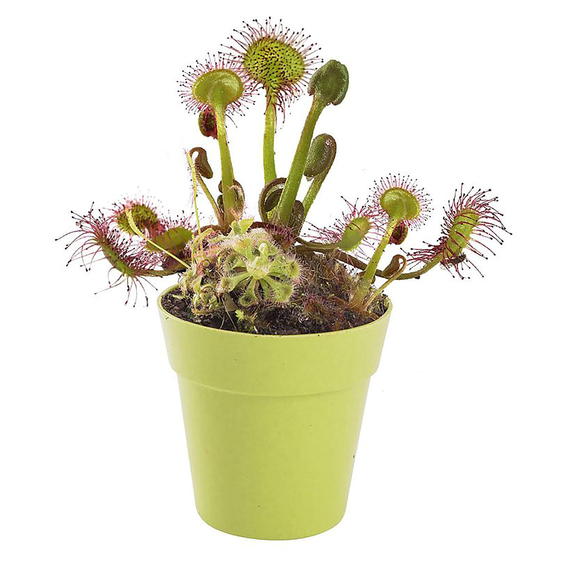 Mrs Green Grow Your own Carnivorous Plant