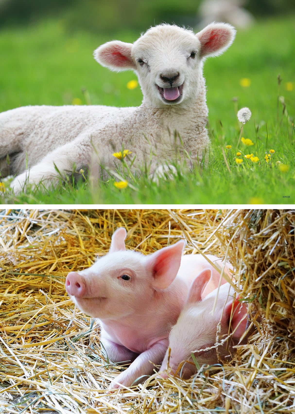 Ravensburger Farm Animals Babies 2x12p