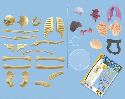 Brainstorm Build a Body