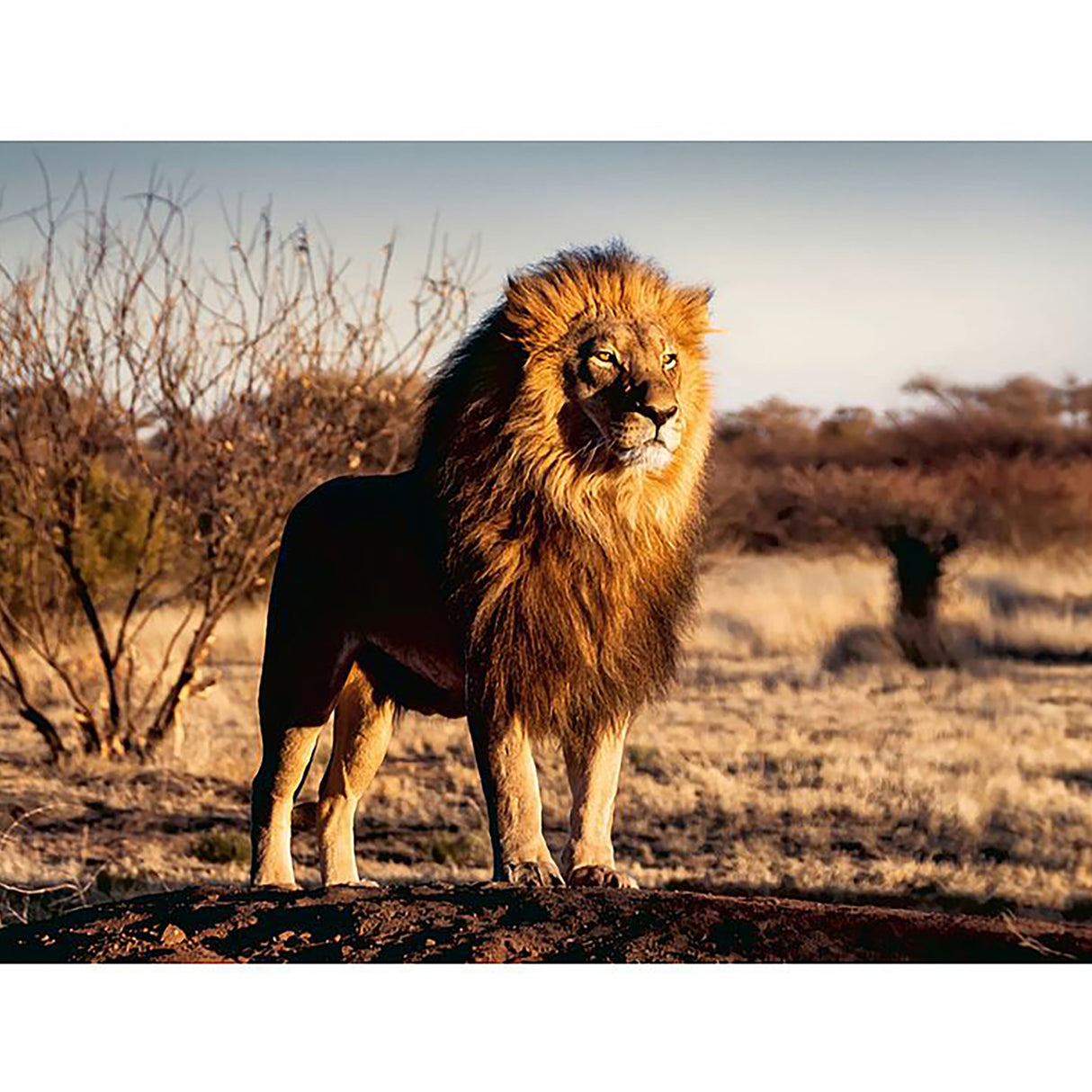 Ravensburger Lion, King of the Animals Puzzle (1500 pieces)