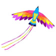 WH Kites coloursful Phoenix Kite