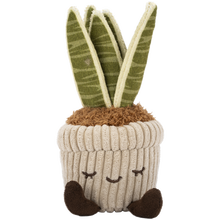 Greenhouse 6" Corduroy Plants Tyler the Snake Plant