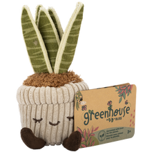 Greenhouse 6" Corduroy Plants Tyler the Snake Plant