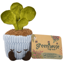 Greenhouse 6" Corduroy Plants Felicity the Rubber Tree